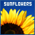 Button for the Sunflowers fanlisting.